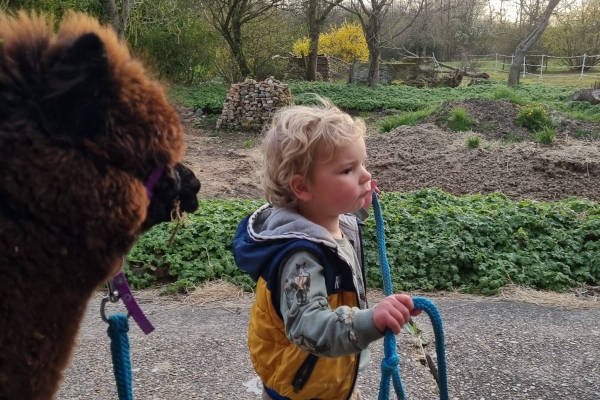Alpacaervaringen Hoeve Larenburg: jongen met alpaca