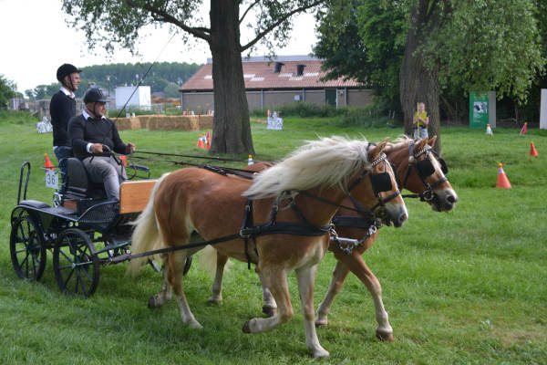 Diergeneeskunde Outdoor Event: Paarden mini-marathon