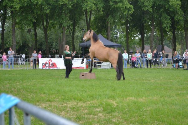 Diergeneeskunde Outdoor Event: Paardenshows