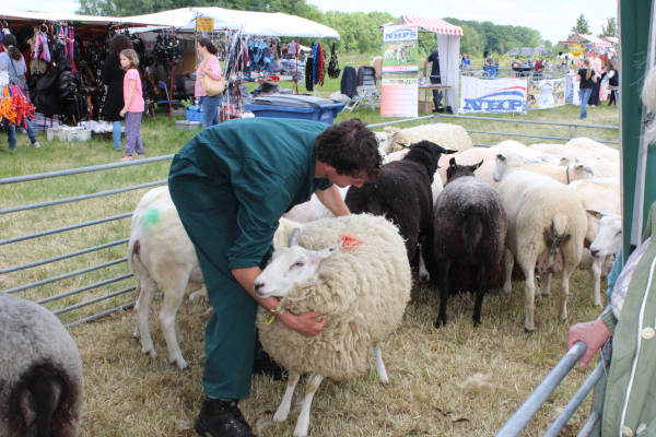 Diergeneeskunde Outdoor Event: Schapen