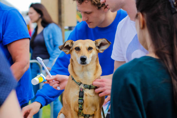 Tanden poetsen van de hond