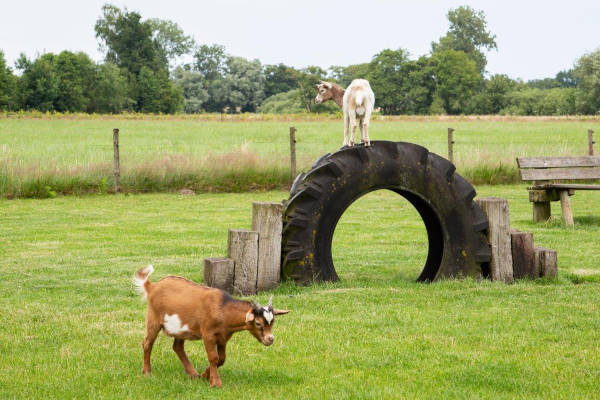 Kinderboederij