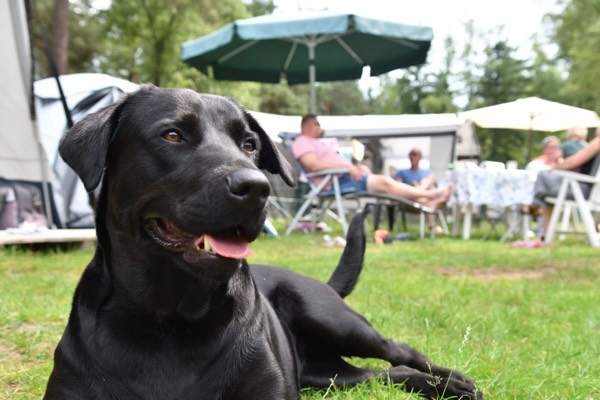 Ommerland: Honden altijd welkom!