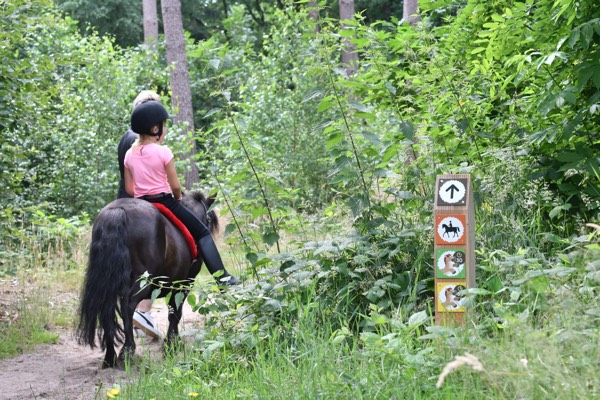 Paardrijden door het bos