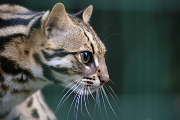 Dierenpark Taman Indonesia: Bengaalse tijgerkat