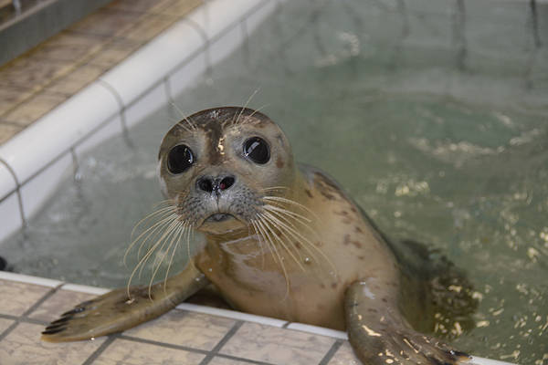 Ecomare: Opvangzeehond Sam