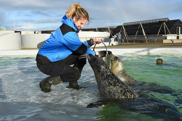 Zeehonden voeren