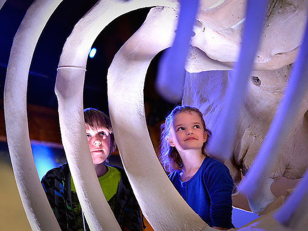 Echte walvis skeletten in de Walviszaal van Ecomare