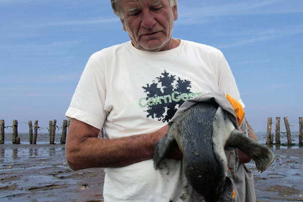 Wadlopen Pieterburen: Man met een zeehondje