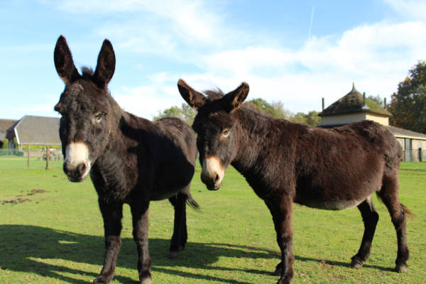 Beleefboerderij De Kleine Carrousel: Ezels in de wei