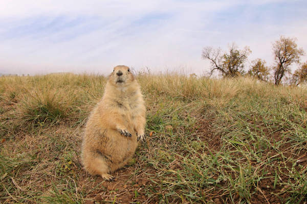 National Parks prairiehondje