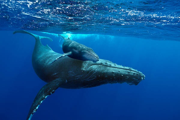 Giant Whales moeder en kalf