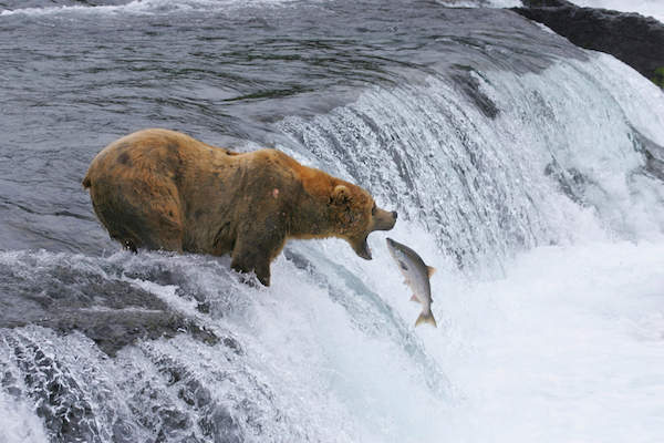 National Parks Adventure beer vangt vis