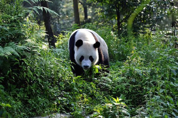 Ouwehands Dierenpark panda's