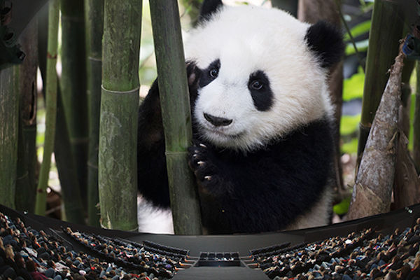 Omniversum film Pandas, a new story