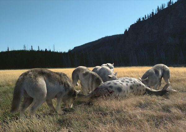 Reuzenwolven eten hun prooi in de nieuwe film Giganten uit de Ijstijd van het Omniversum