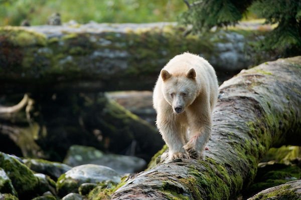 Wild Canada Spirit Bear