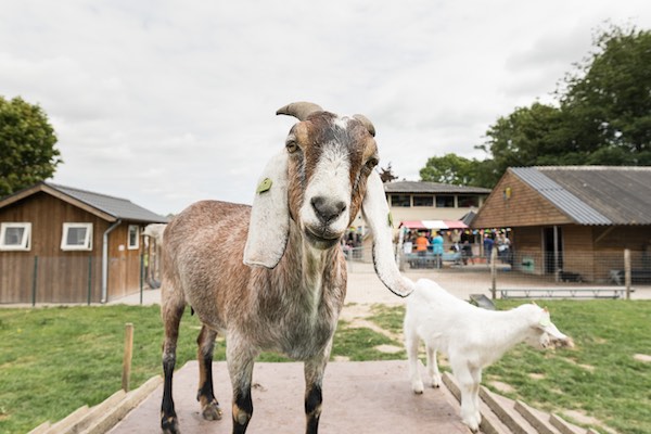 Breng een bezoek aan de dieren op de kinderboerderij