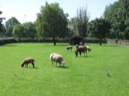 Afbeelding van Kinderboerderij De Beestenbende