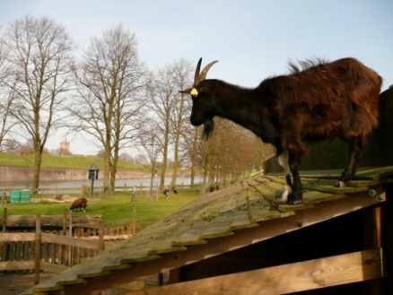 Kinderboerderij de Pluimgraaf in Naarden