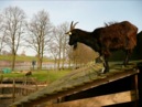 Afbeelding van Kinderboerderij de Pluimgraaf