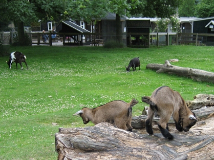 Kinderboerderij 't Mouwtje in Bussum