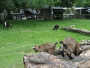 Afbeelding van Kinderboerderij 't Mouwtje