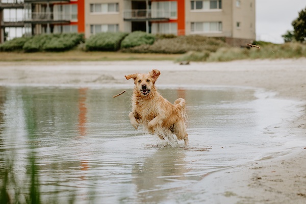 Honden zijn ook welkom!