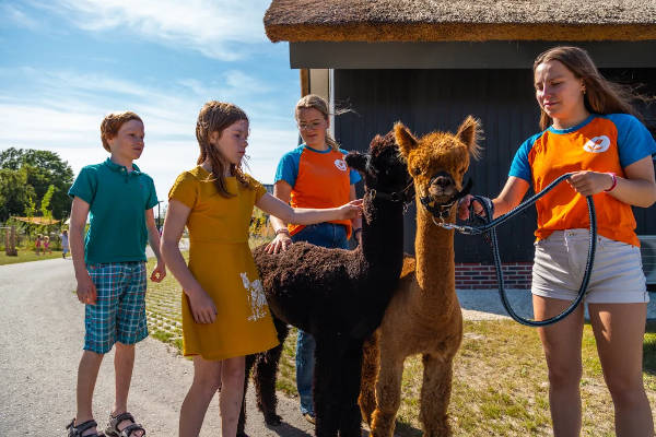 Europarcs De IJssel Eilanden: De alpaca aaien