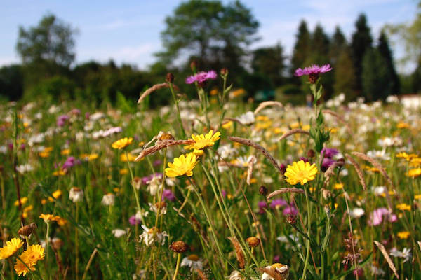 Bloemen in bloei