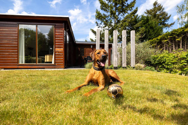 Bungalowpark Het Verscholen Dorp: Hond bij het huisje