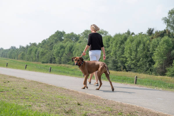 Wandelen met de hond