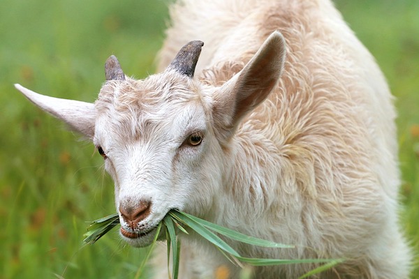 Ontspannen kennis maken met de dieren en de natuur