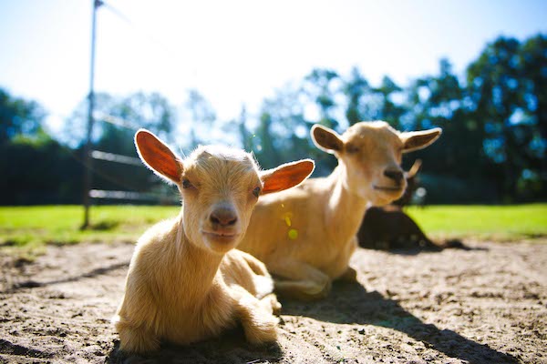 Spot alle dieren op de kinderboerderij