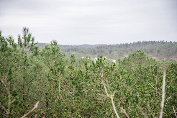 Bosrijke natuur