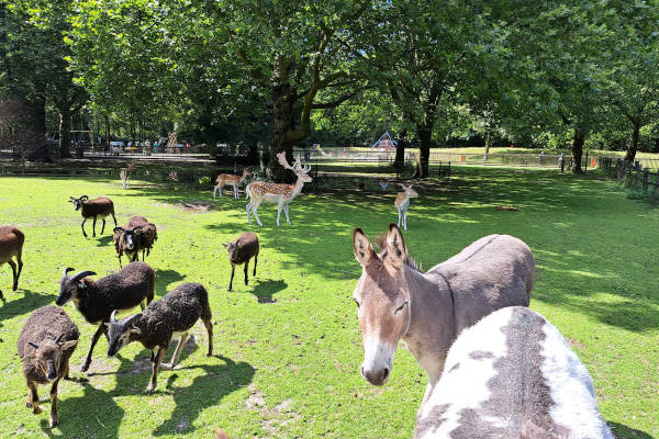 Kinderboerderij De Hazewinkel: Dieren in de wei