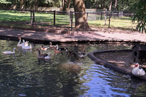 Kinderboerderij De Hazewinkel: Eenden in het water