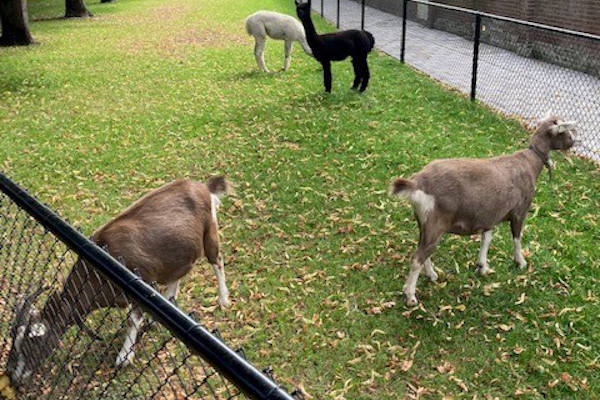 Kinderboerderij en buurtpark Maria Goretti: Geiten en alpaca's in de wei