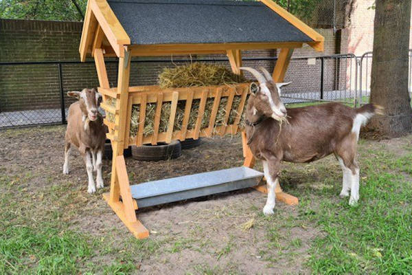 Kinderboerderij en buurtpark Maria Goretti: Geiten bij de hooiruif