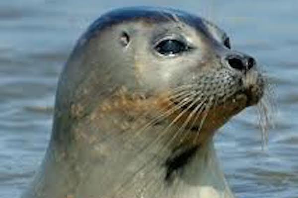 Spot de zeehonden in de zee