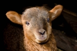 Afbeelding van Kinderboerderij De Leijhoeve