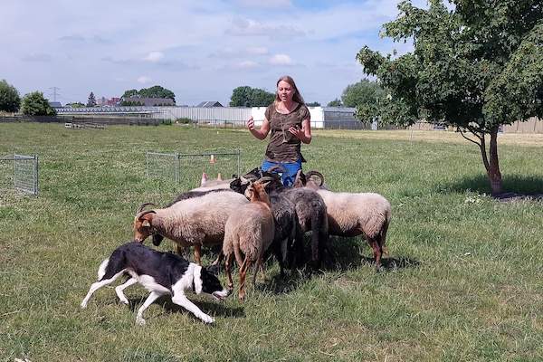 Border collie houdt de schapen bij elkaar