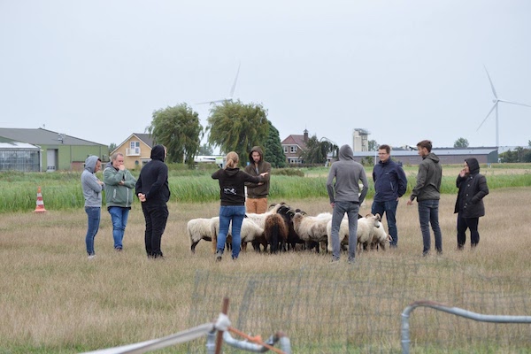 Volg een workshop schapen drijven in een grote groep