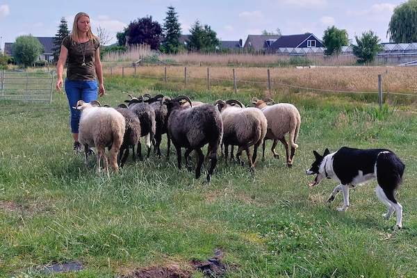 Leer alles over het omgaan met schaap en hond