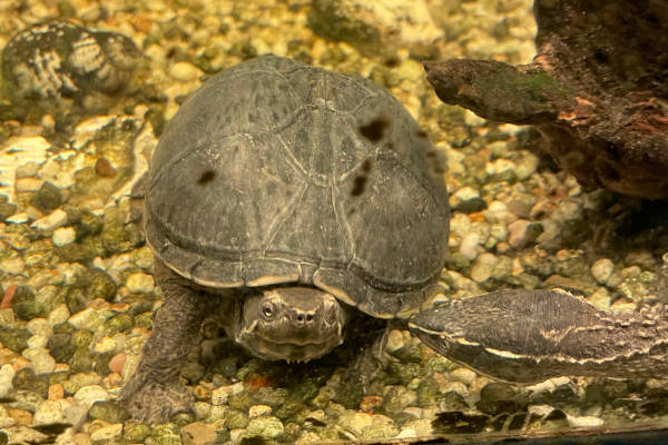 Kinderboerderij Dekibo: De schildpad