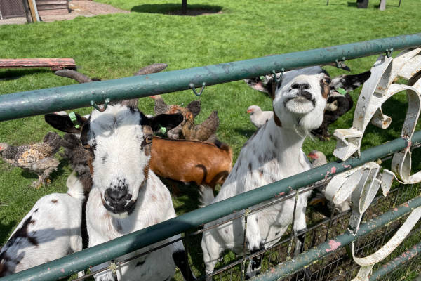 Kinderboerderij Dekibo: De geiten