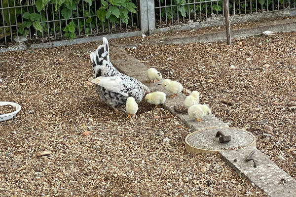 Kinderboerderij Dekibo: Kip met kuikentjes