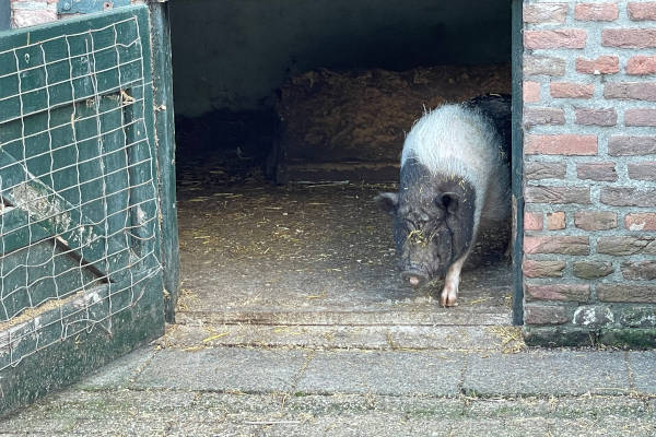 Het varken loopt naar buiten