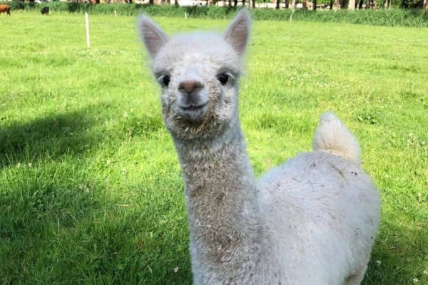 Kinderboerderij Cantecleer: Alpaca