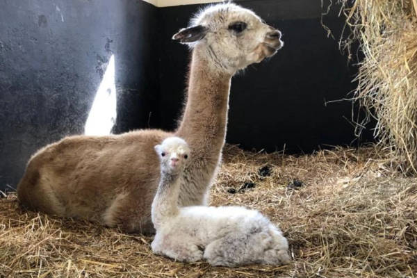 Kinderboerderij Cantecleer: Baby alpaca